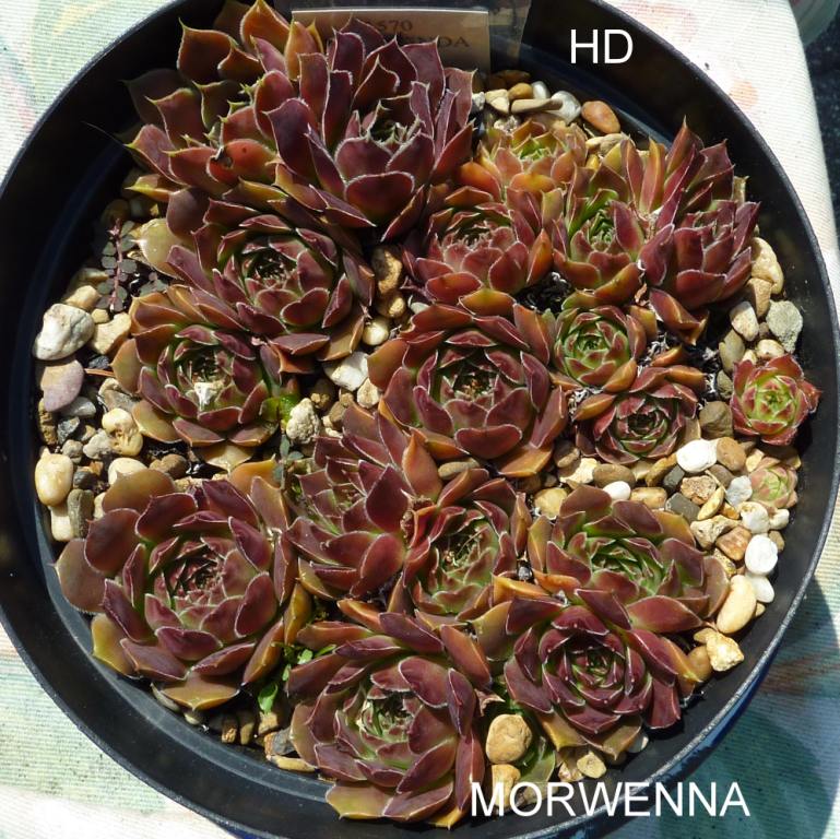 Morwenna / Jovi