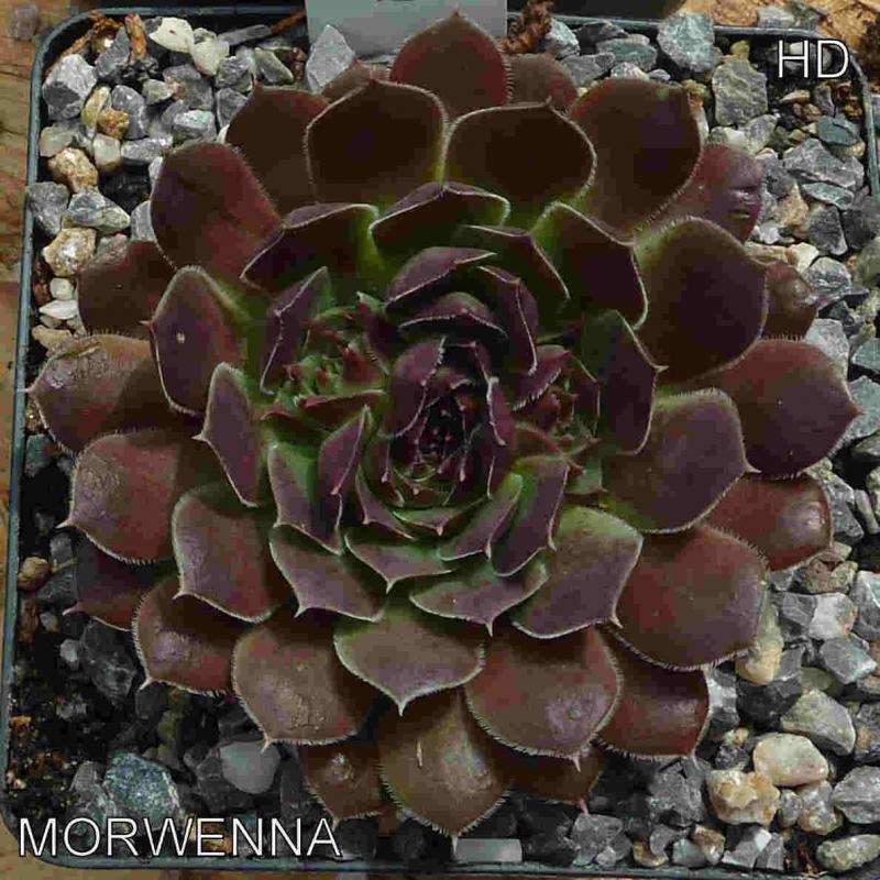 Morwenna / Jovi