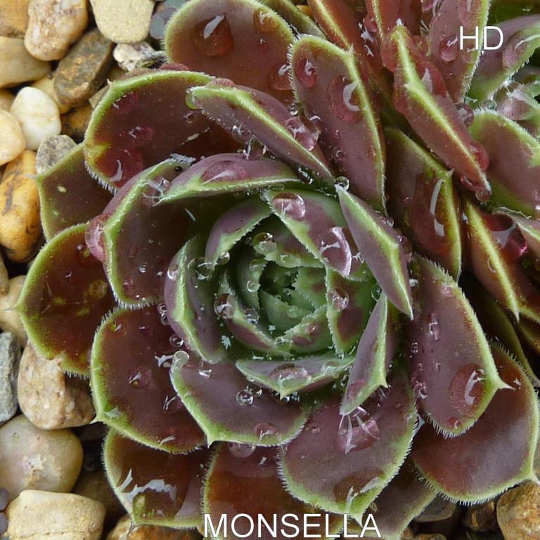 Monsella / Jovi