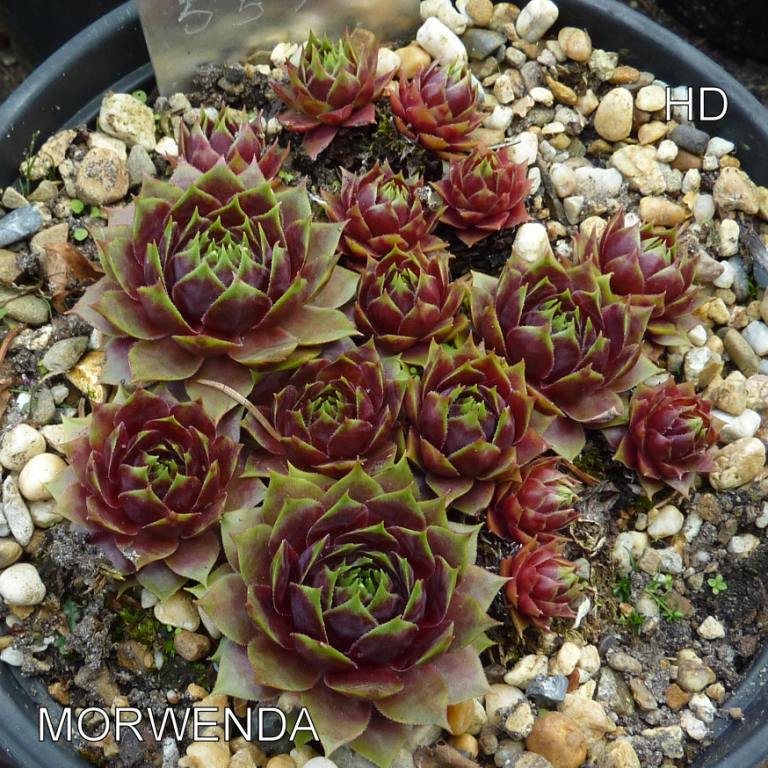Morwenda