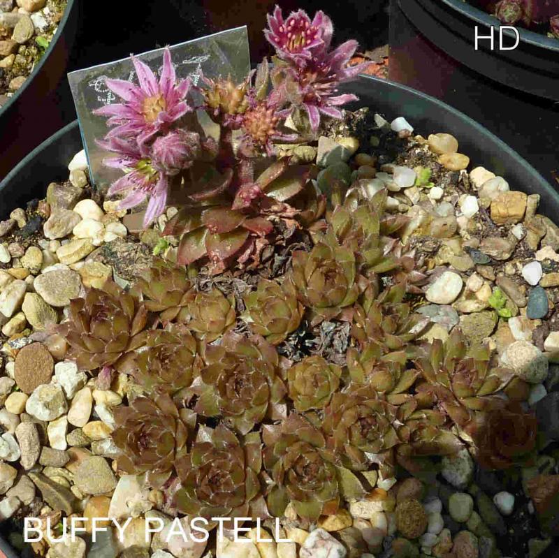 Buffy Pastell