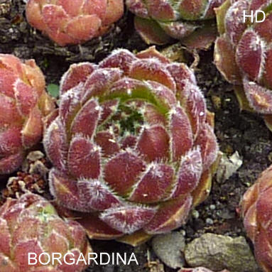 Borgardina