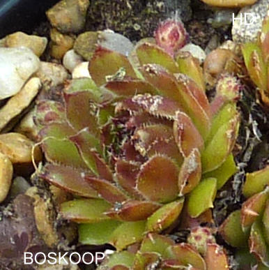 Boskoop