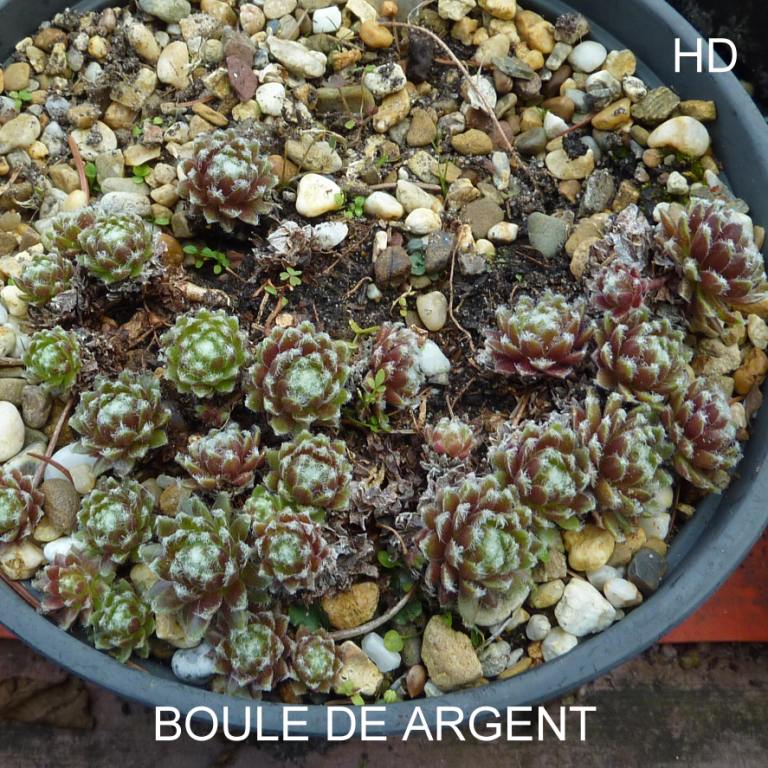 Boule d'Argent