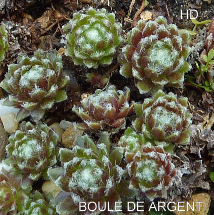 Boule d'Argent