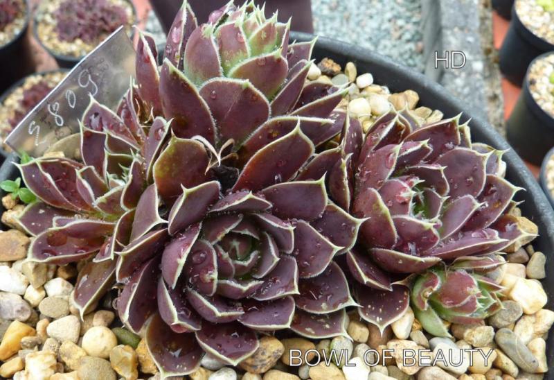 Bowl of Beauty / Jovi