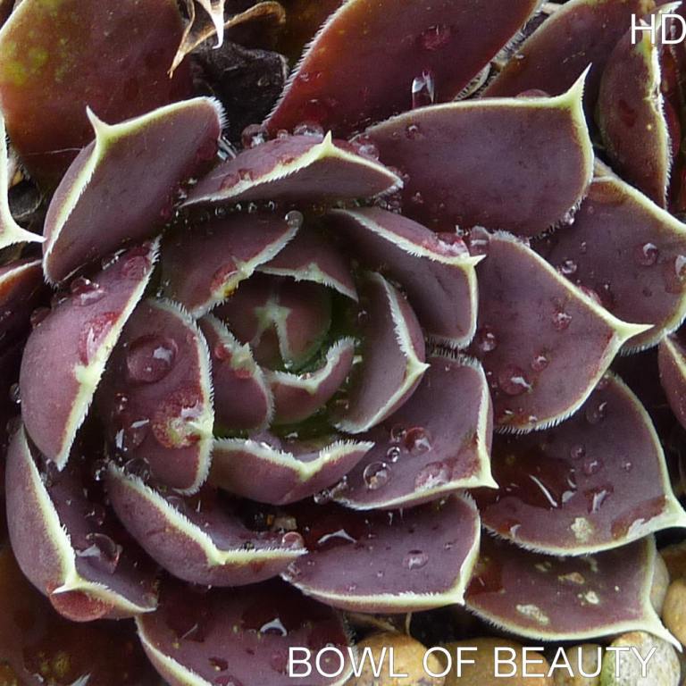 Bowl of Beauty / Jovi