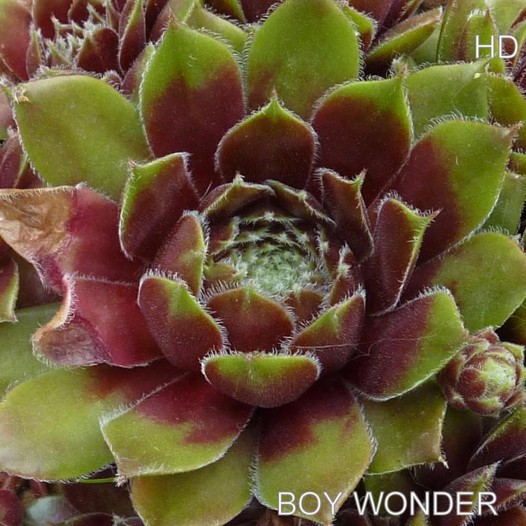Boy Wonder