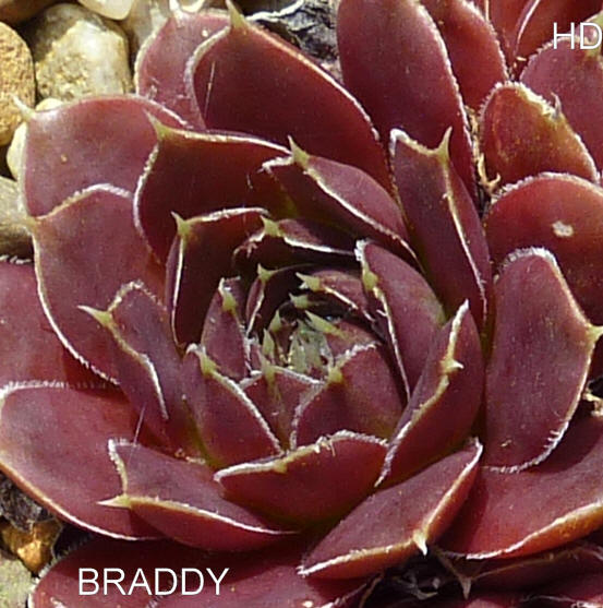 Braddy / Jovi