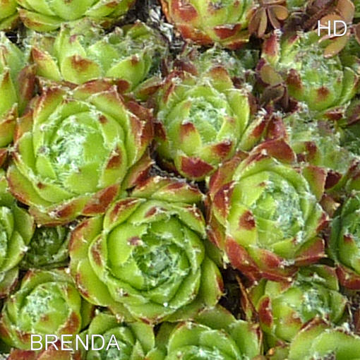Brenda