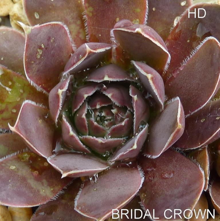 Bridal Crown / Jovi