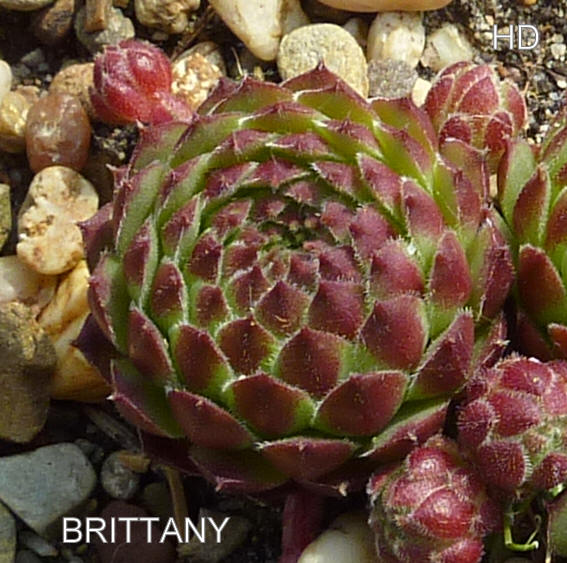 Brittany