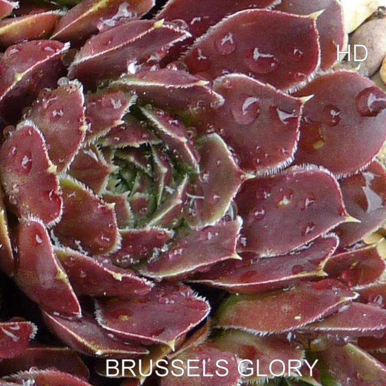 Brussels Glory / Jovi
