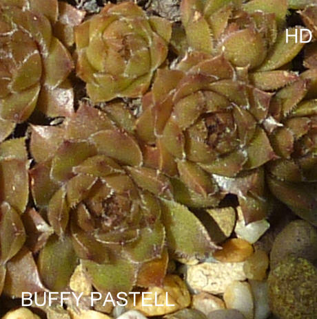 Buffy Pastell