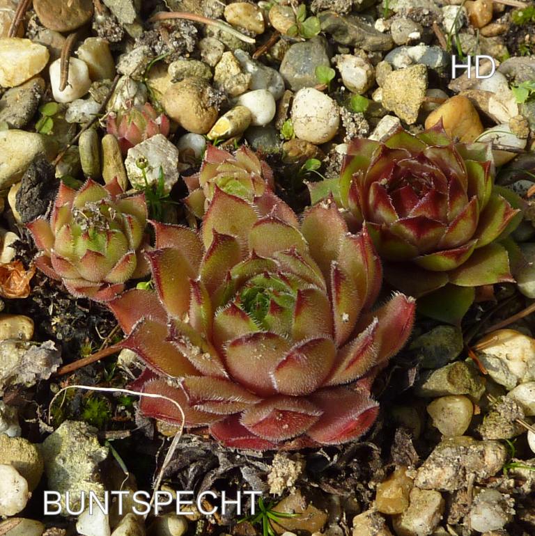 Buntspecht