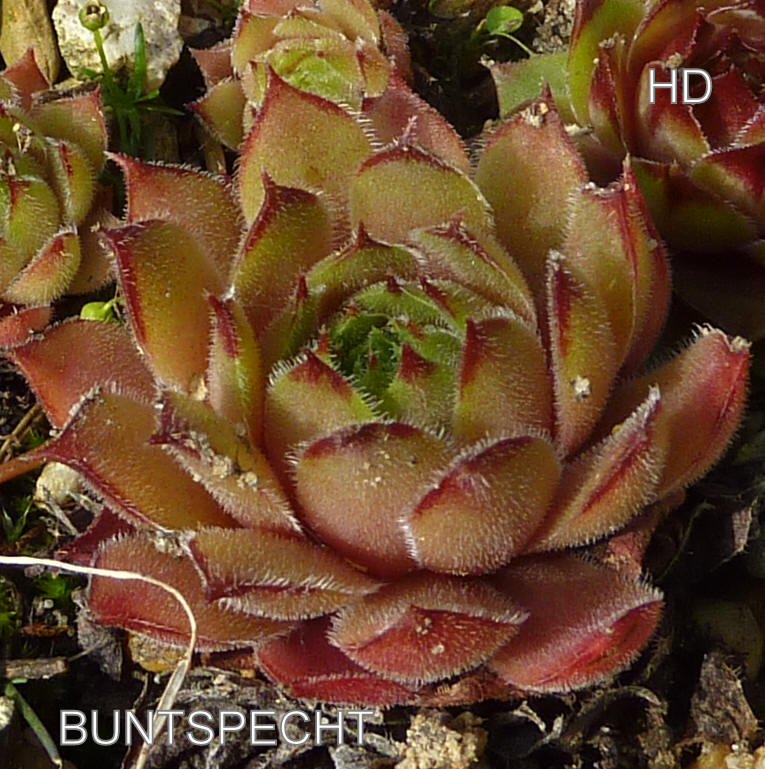 Buntspecht