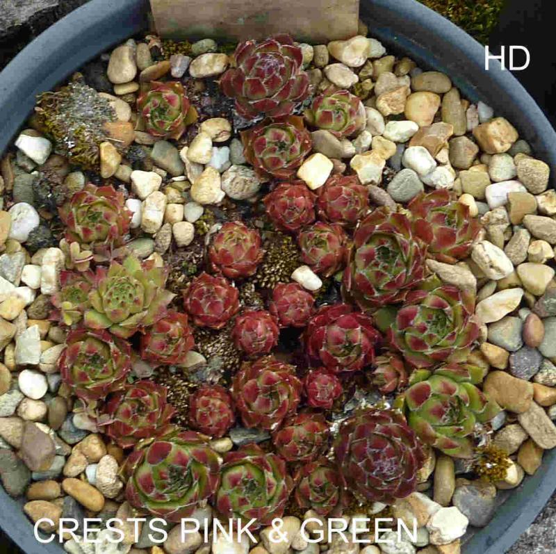 Crests Pink and Green