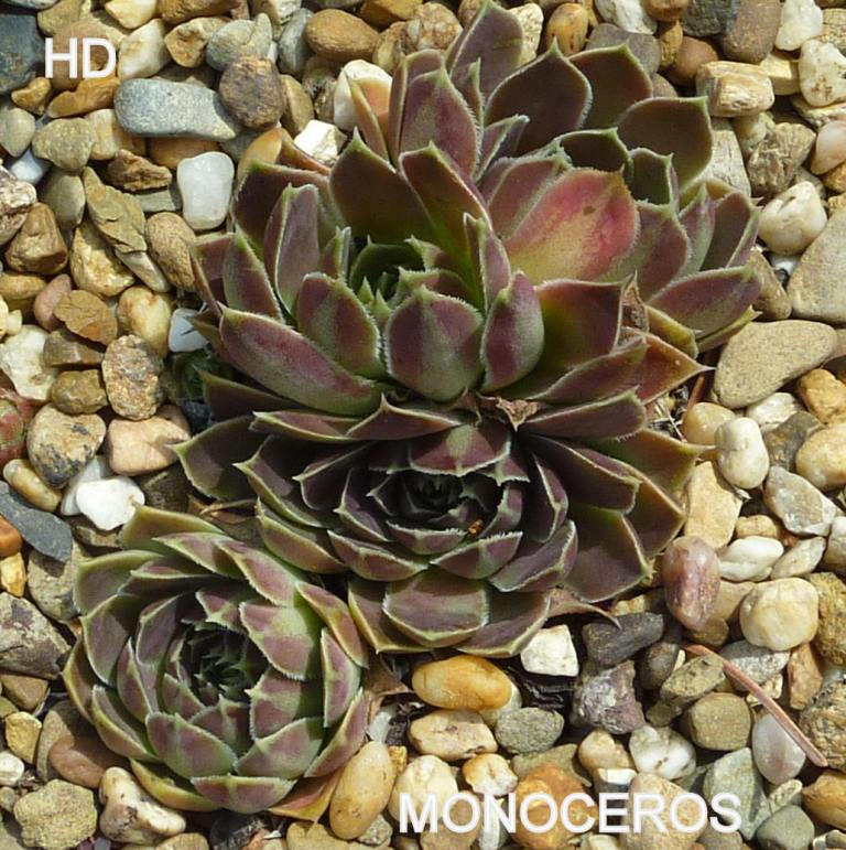 Monoceros / Jovi