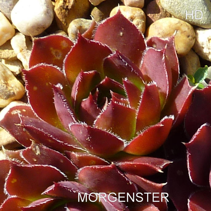 Morgenster / Jovi