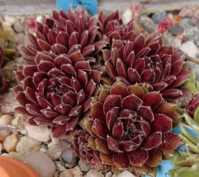 Crests Pink and Green