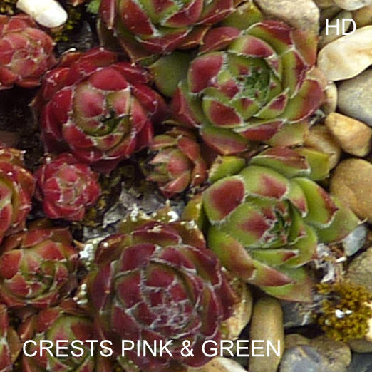 Crests Pink and Green