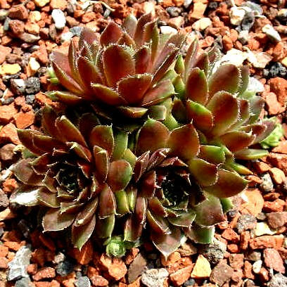 Crested Zilver Meer