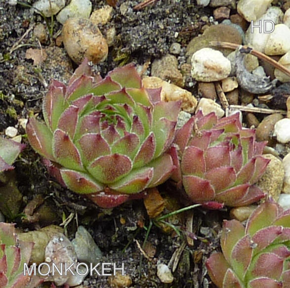 Monkokeh