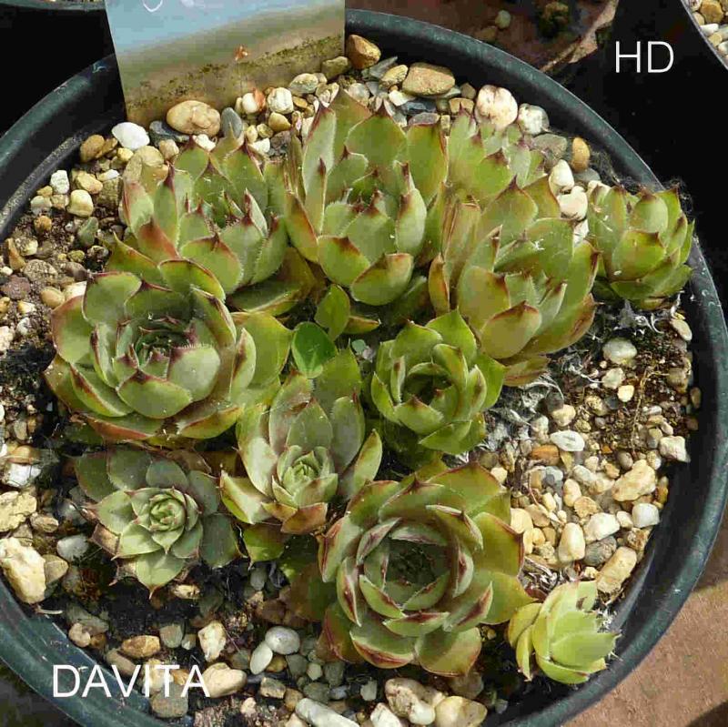 Davita