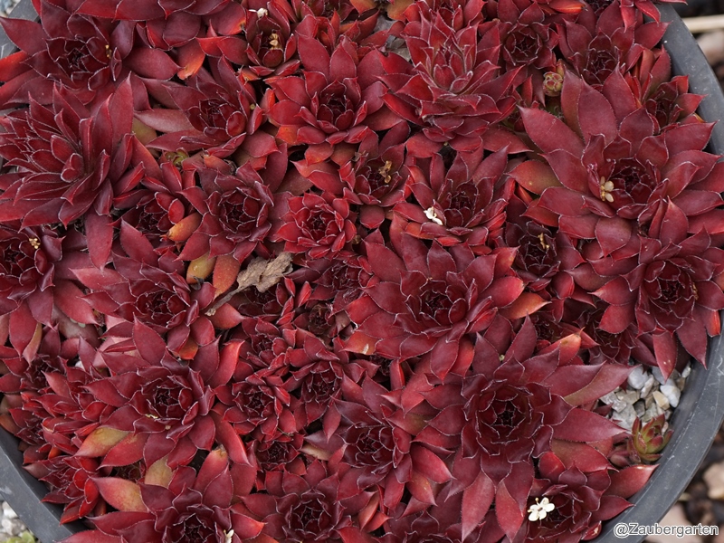 Diavolo