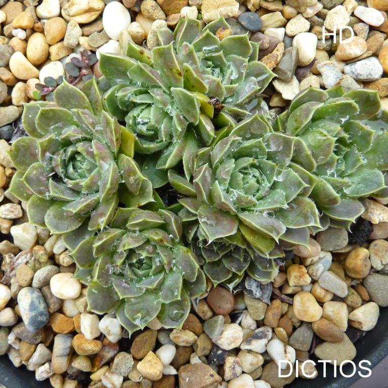 Dictios / Jovi