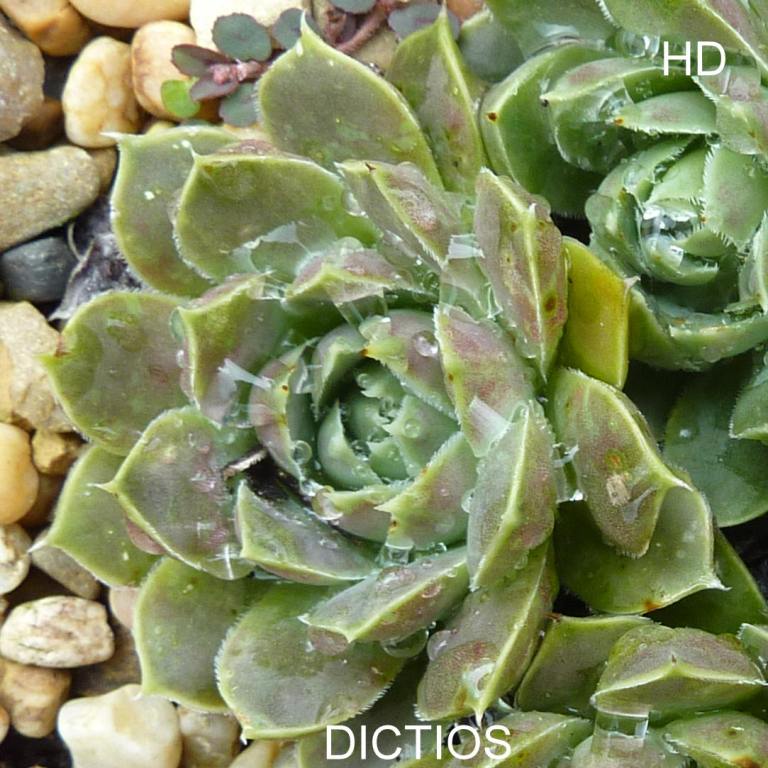 Dictios / Jovi