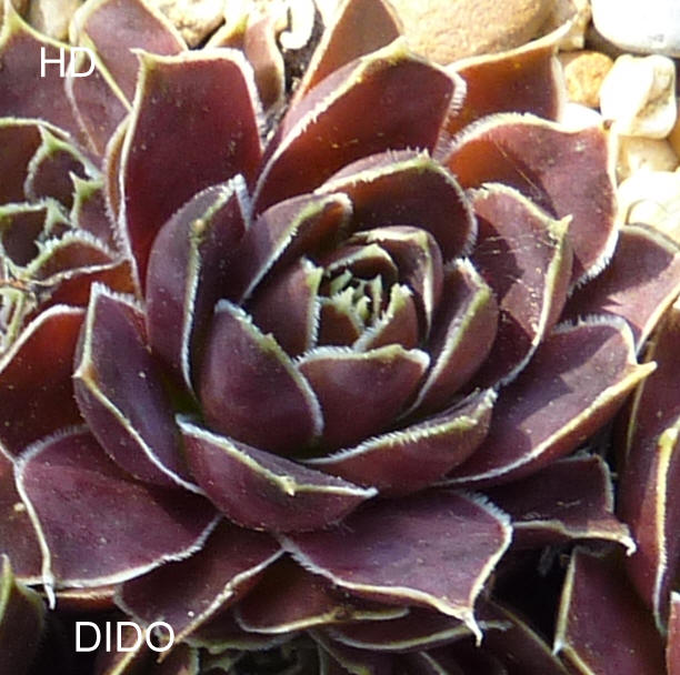 Dido / Jovi