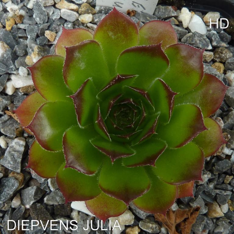 Diepvens Julia / Jovi