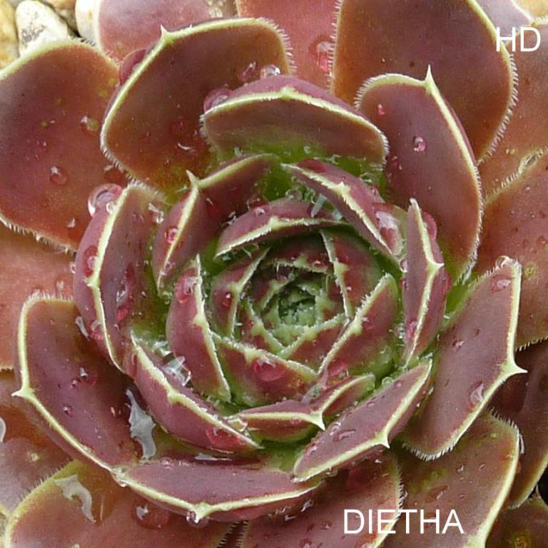 Dietha / Jovi