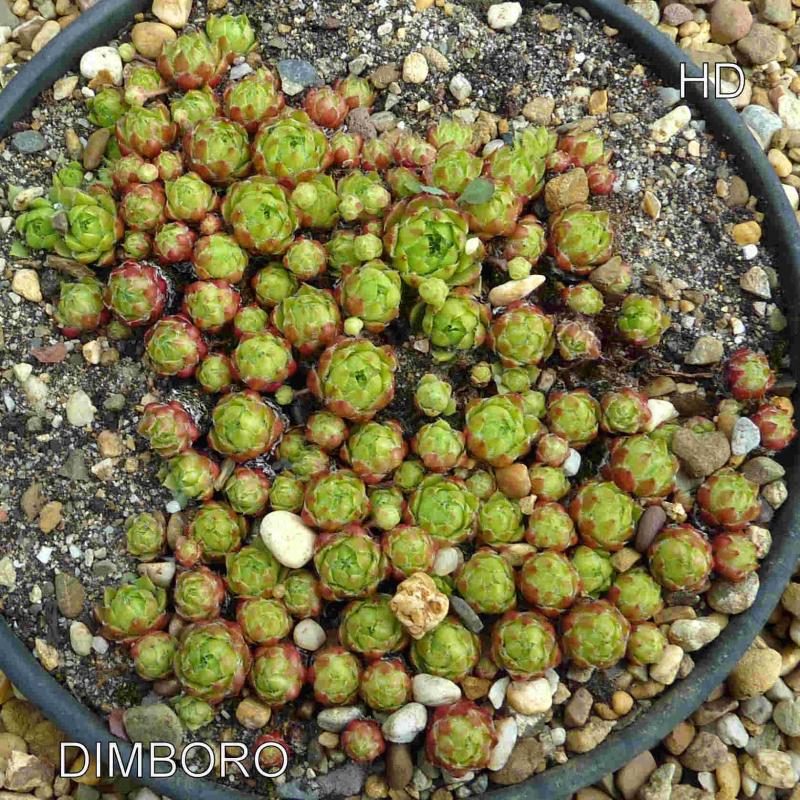 Dimboro