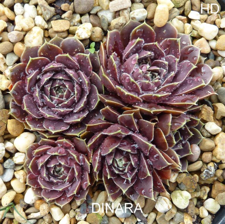 Dinara / Jovi