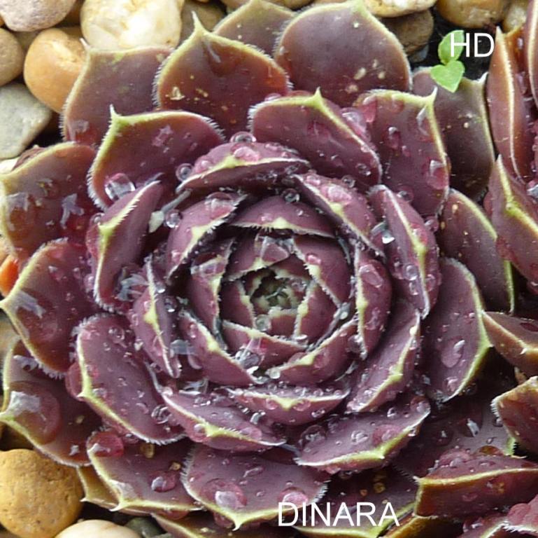 Dinara / Jovi