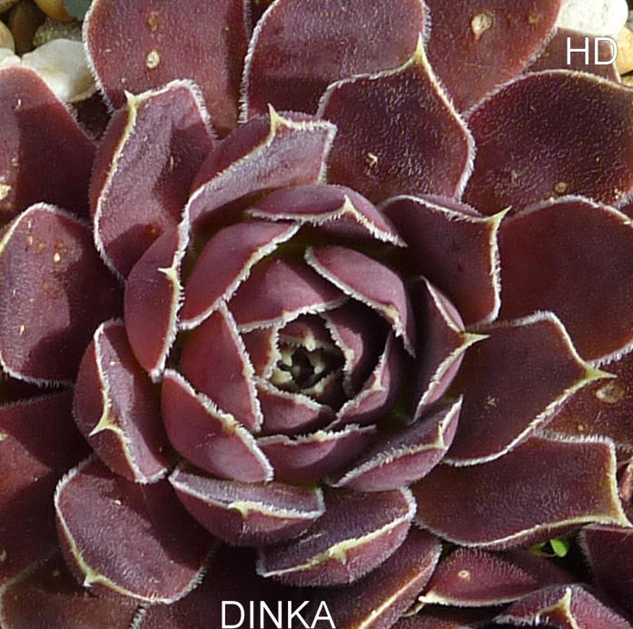 Dinka / Jovi