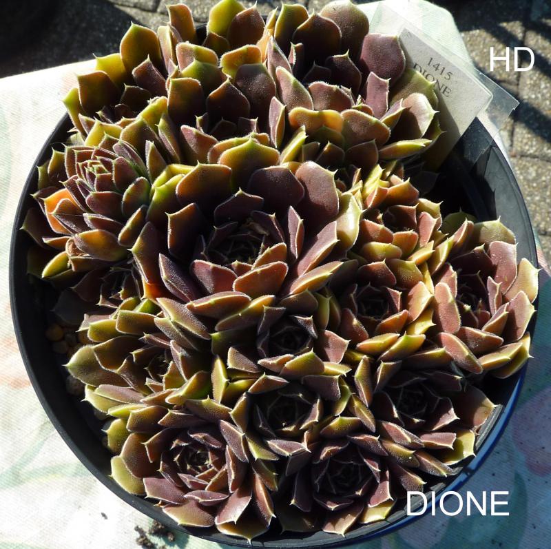 Dione / Jovi