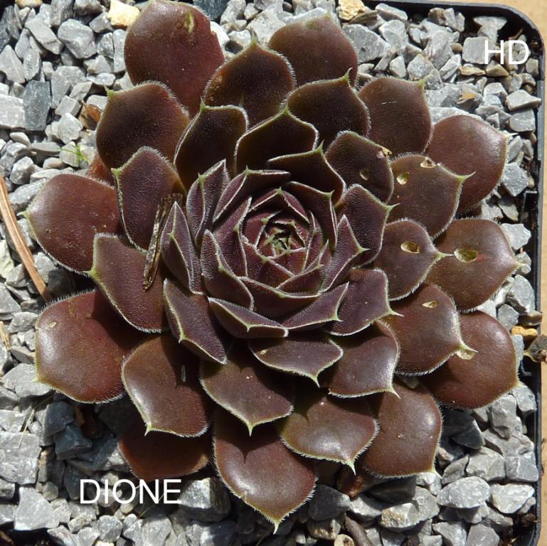 Dione / Jovi