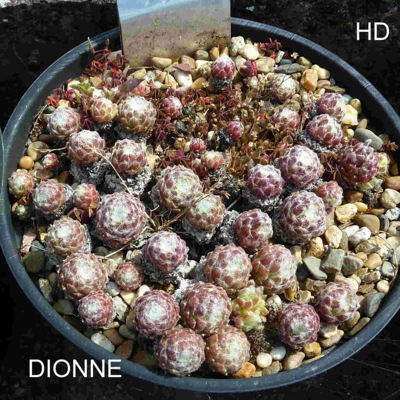 Dionne