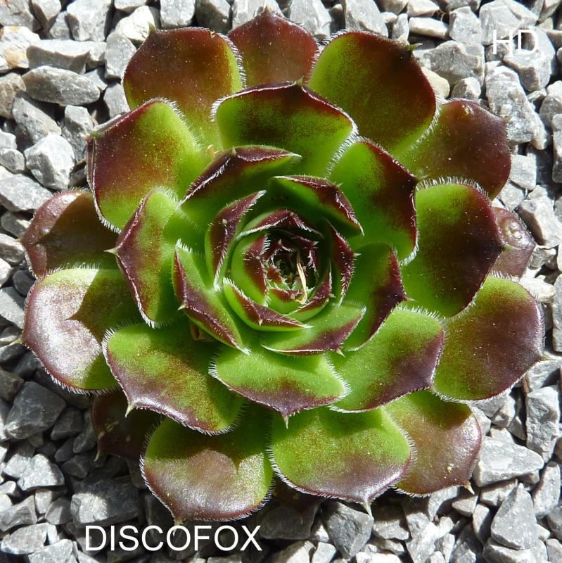 Discofox / Jovi