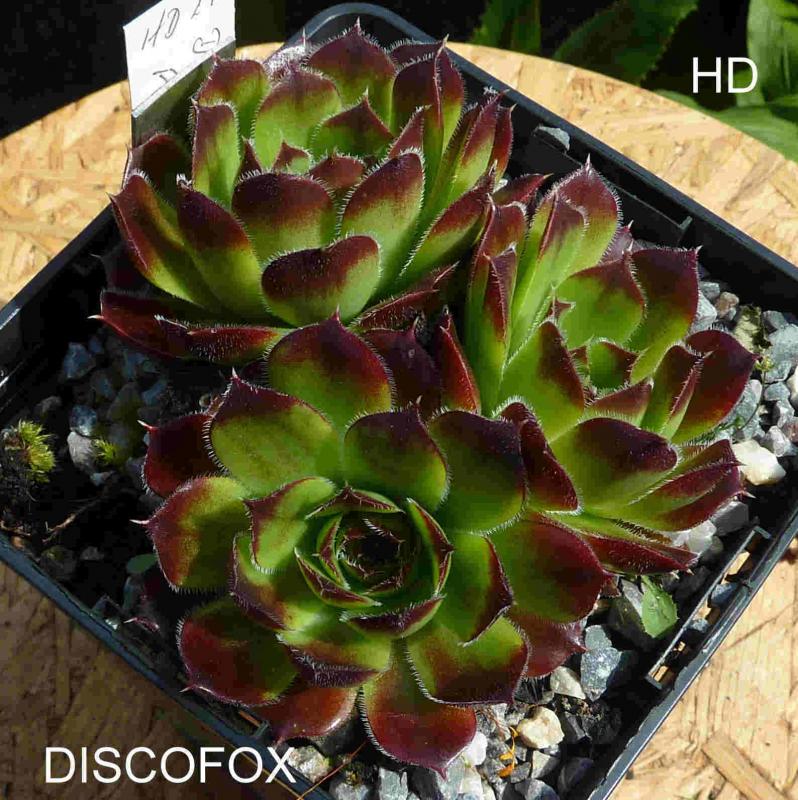 Discofox / Jovi