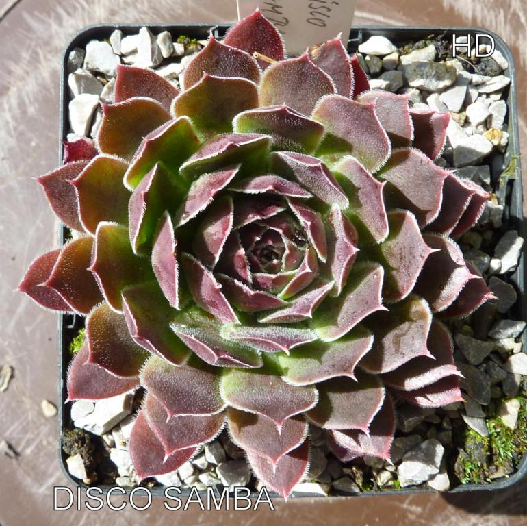 Discosamba / Jovi