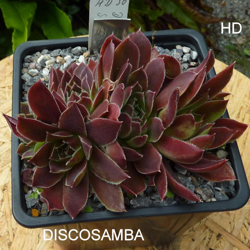 Discosamba / Jovi