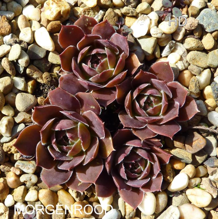 Morgenrood / Jovi