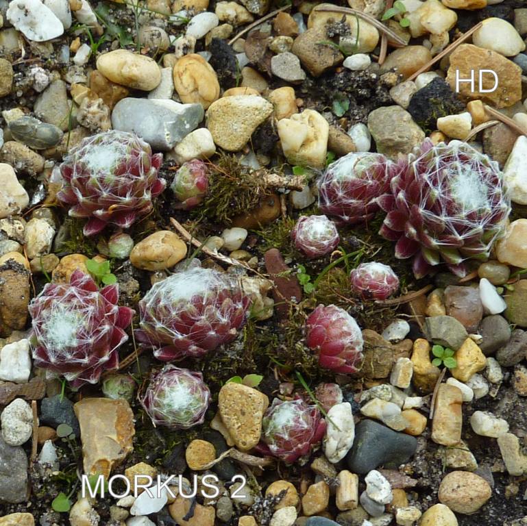 Morkus II