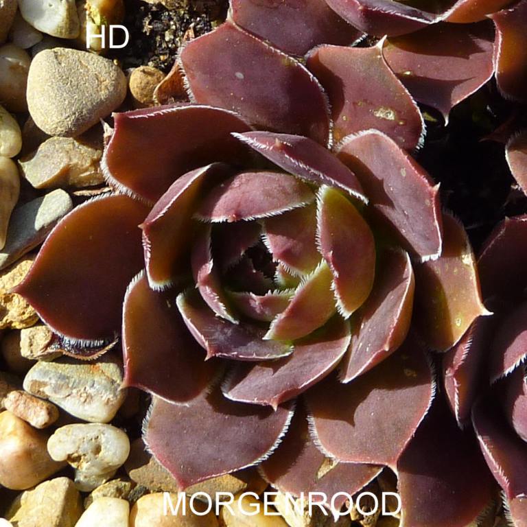Morgenrood / Jovi