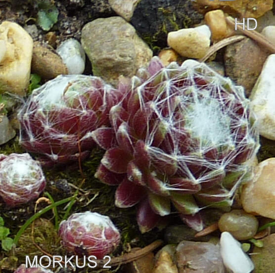 Morkus II