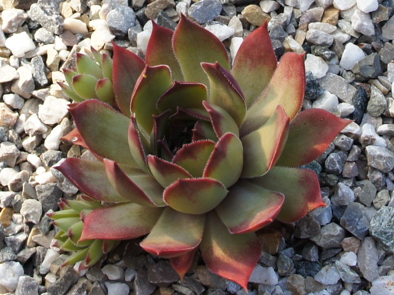 El Golfo